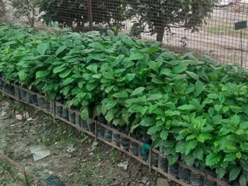 हिमाचल प्रदेश में अब कॉफी के पौधे भी बिखेरेंगे अपनी महक, ट्रायल सफल    
