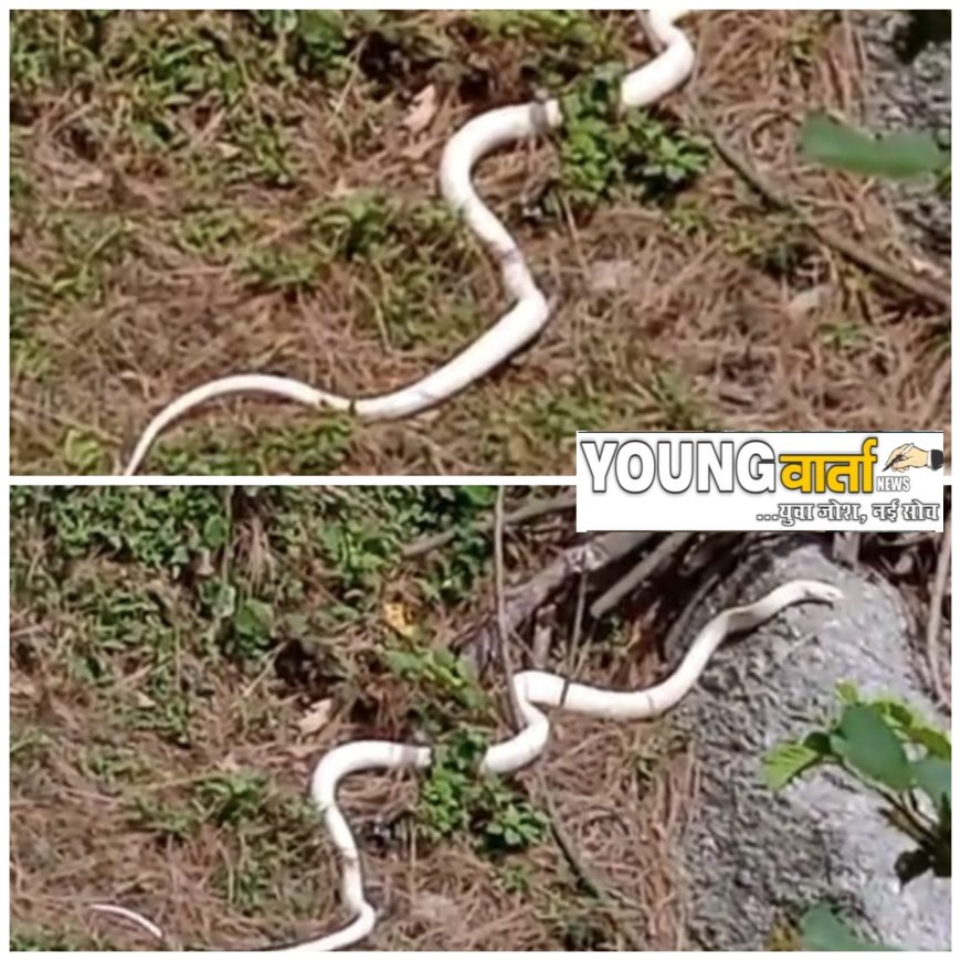 भारत में फिर दिखा सफेद रंग का 5 फीट का दुर्लभ एल्बिनो कोबरा, हिमाचल के चंबा के जंगलों में बच्चों ने कैमरे में किया कैद