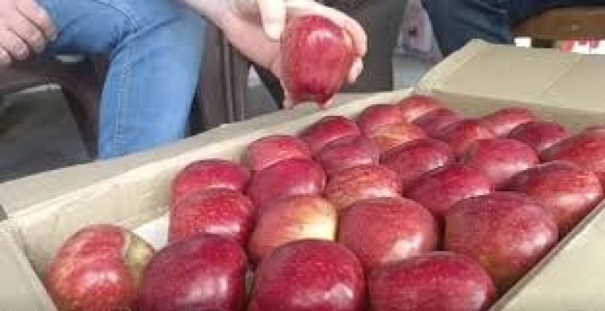 सोलन-परवाणू में बागवानों को मिल रहे उचित दाम , दोनों मंडियों सेब की 8.45 लाख पेटियां दाम