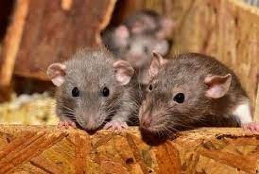 कोरोना से भी खतरनाक है लेप्टोस्पायरोसिस , चूहे से फैलने वाली बीमारी से सहमे लोग