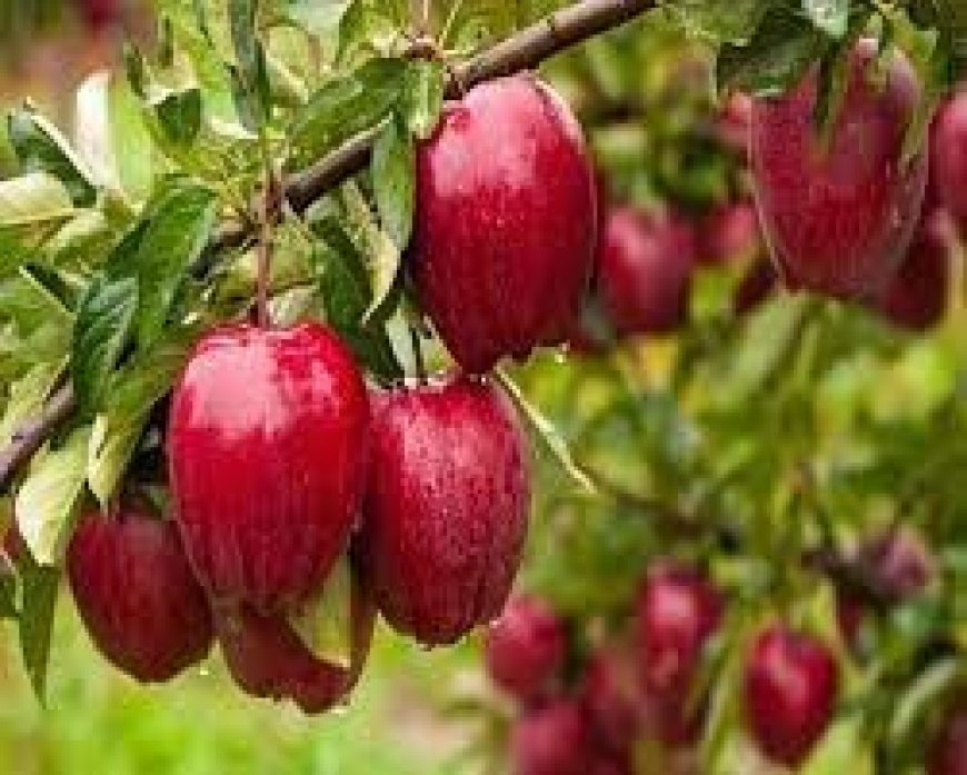 हिमाचल के स्पीति घाटी में ऑर्गेनिक सेब की पैदावार, देश-विदेशों तक बनाई पहचान 