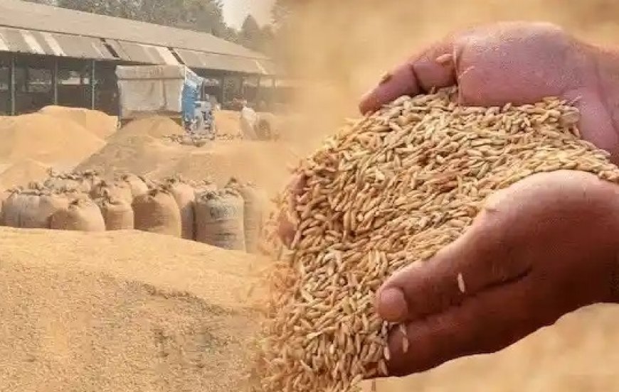 प्रदेश में धान की फसल बेचने को धड़ाधड़ बुकिंग शुरू, 352 किसानों ने करवाया पंजीकरण 