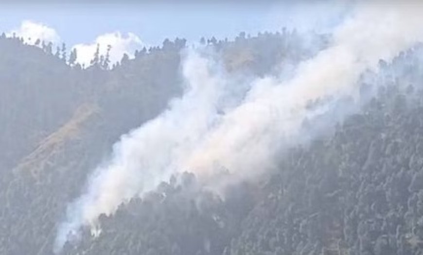 कुल्लू के पीज की पहाड़ी के जंगल में भड़की आग,वन संपदा को भारी नुकसान