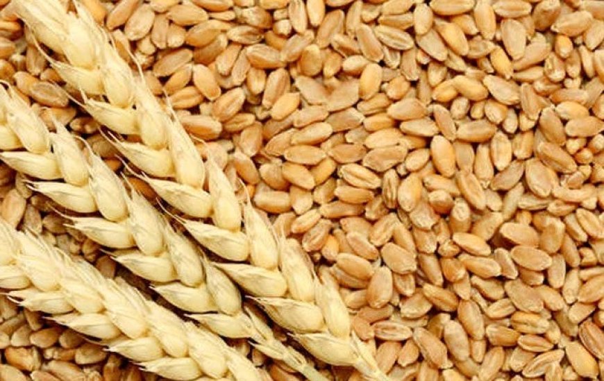 गेहूं के बीज का उत्पादन बढ़ाने के लिए कृषि विभाग 800 क्विंटल प्रजनक बीज करेगा आवंटित 