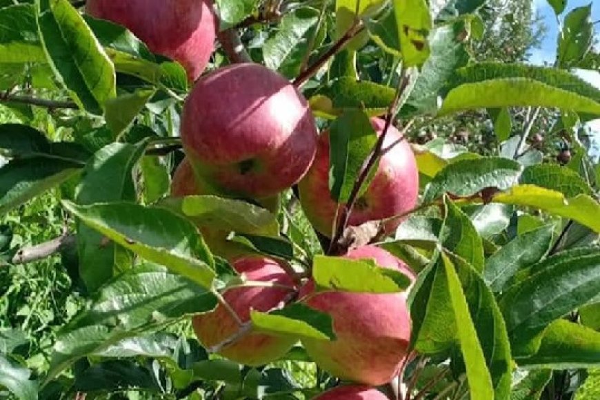 सेब सीजन पर मौसम की मार, पिछले 11 साल में इस बार सबसे कम हुआ सेब कारोबार  