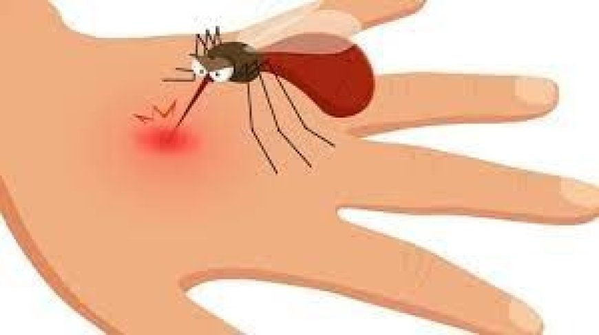 सिरमौर में डेंगू दो मरीजों की मौत , जिला में जानलेवा बना डेंगू का डंक 