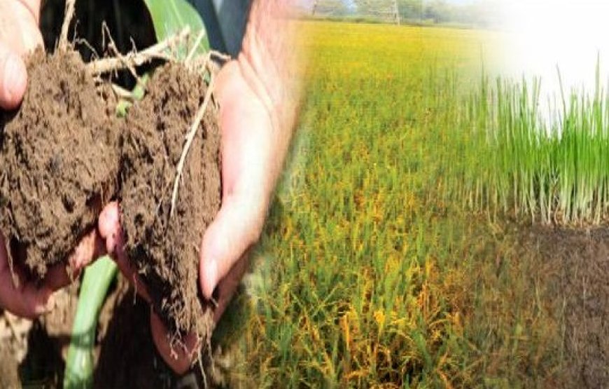 मिट्टी और खड़़ी फसलों में सूक्ष्म पोषक तत्व मिलाकर लोगों में दूर होगा कुपोषण  