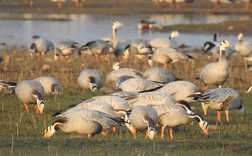 सर्दी का मौसम शुरू होते ही पौंग झील में बाहरी देशों से प्रवासी पक्षियों का आगमन शुरू 