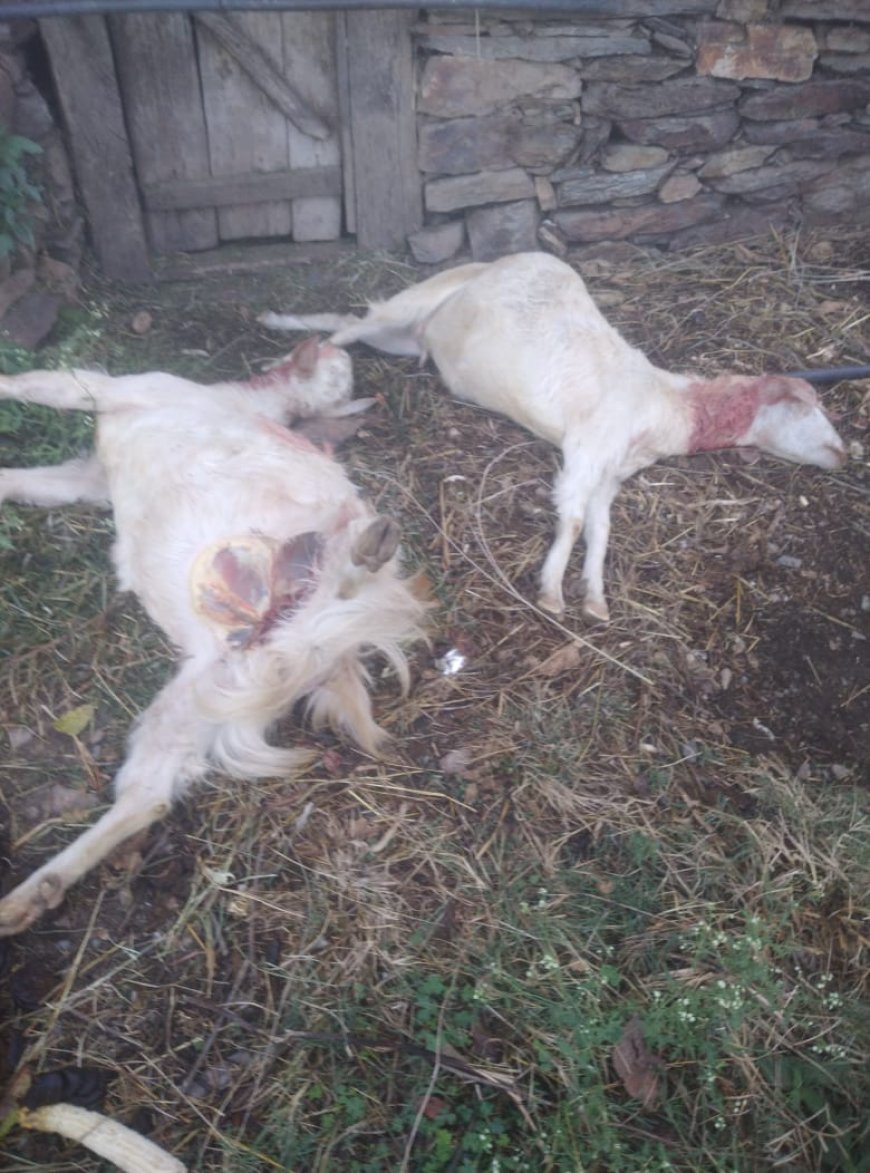 अंधेरी गांव में तेंदुए ने बाड़े की छत तोड़ कर आधा दर्जन बकरियों को बनाया अपना शिकार