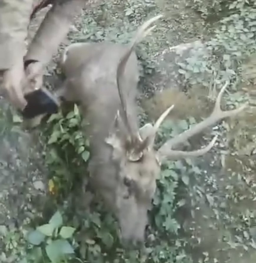 पहाड़ी से गिरकर घायल हुआ बारासिंघा , वन्य प्राणी विभाग ने किया रेस्क्यू 