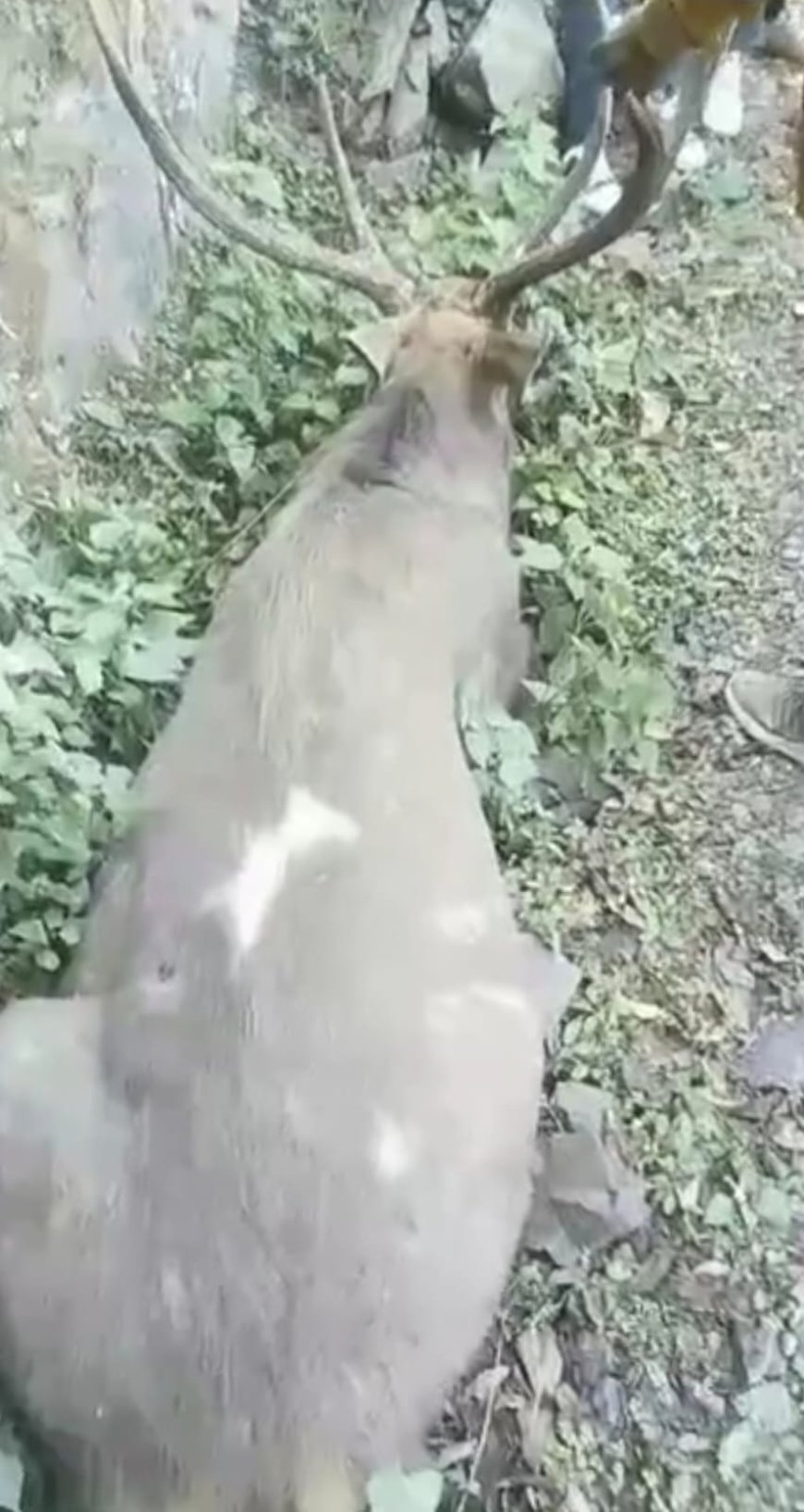 पहाड़ी से गिरकर घायल हुआ बारासिंघा , वन्य प्राणी विभाग ने किया रेस्क्यू 