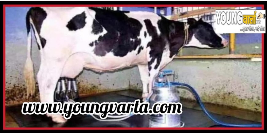 इस नस्ल की गाय ने 24 घंटों में 80 किलोग्राम दूध देकर बनाया एशिया रिकॉर्ड जानिए