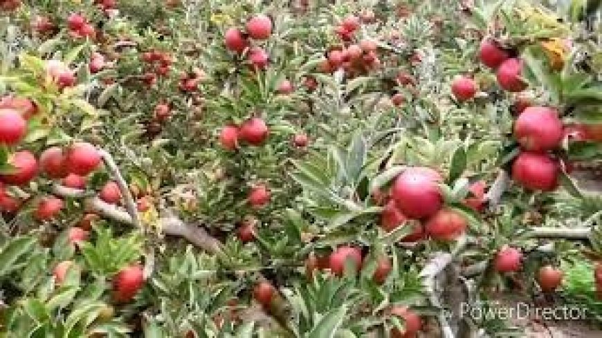 अवैध रूप से भारत पहुंच रहे ईरान के सेब से हिमाचली सेब के दामों में आई गिरावट 