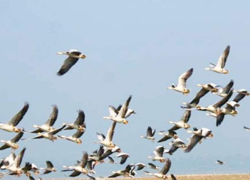 गर्मियों की आहट आते ही पौंग डैम से प्रवासी पक्षी अपने-अपने वतन लौटने शुरू 