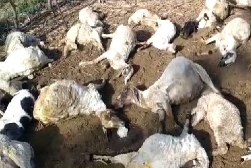 बग्गी नाले में चट्टान के नीचे दबने से 17 भेड़-बकरियों की मौत