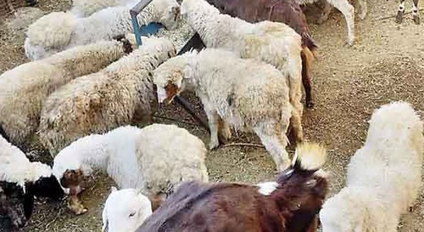 भारत सरकार के केंद्रीय भेड़ एवं ऊन अनुसंधान संस्थान द्वारा भेड़ की नई किस्म की जा रही तैयार  