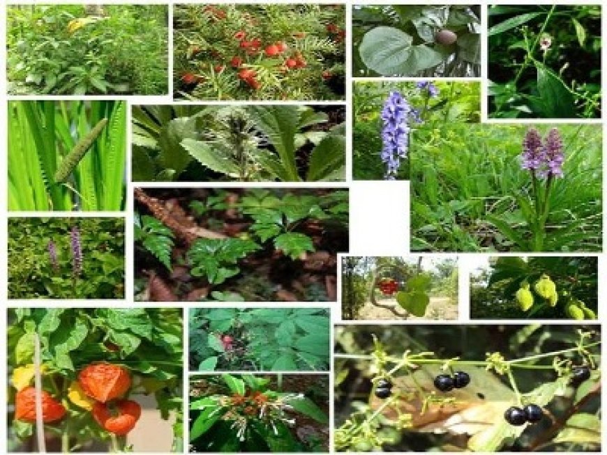 खुलासा : प्रदेश में पाई जाने वाली 57 औषधीय पौधों की प्रजातियां खतरे में 