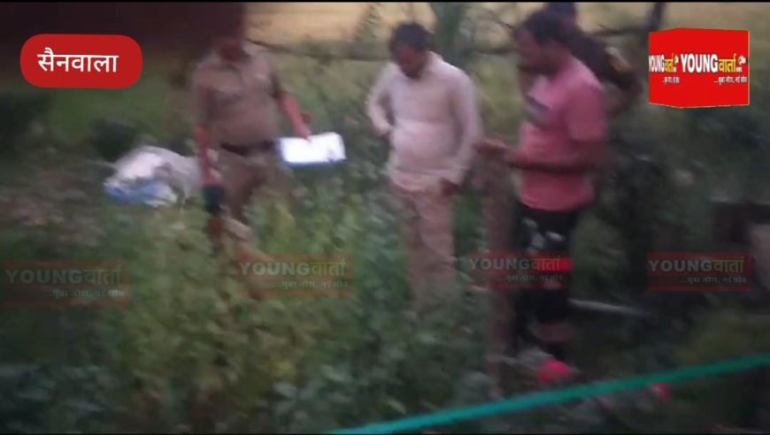 सिरमौर में हो रही थी नशे की खेती, पुलिस ने नष्ट किए अफीम के सैकड़ो पौधे
