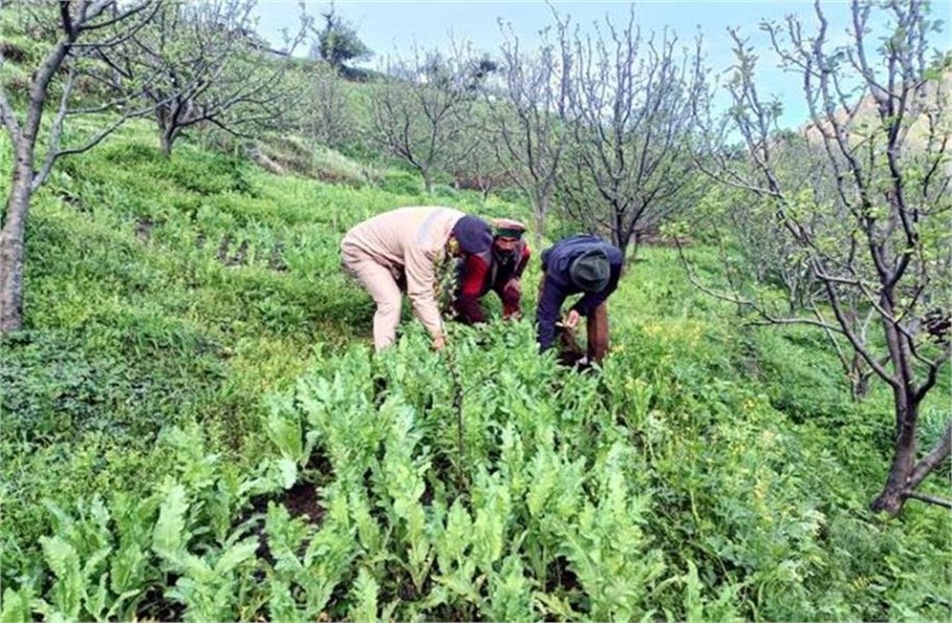 कुल्लू में हो रही थी नशे की खेती , पुलिस ने नष्ट किये अफीम के 12000 से अधिक पौधे