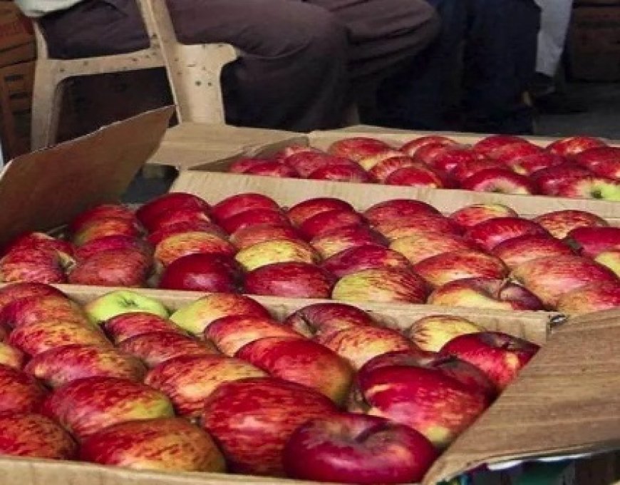 सेब सीज़न में अब 20 किलो क्षमता वाले यूनिवर्सल कार्टन में पैक होगा सेब अधिसूचना जारी 