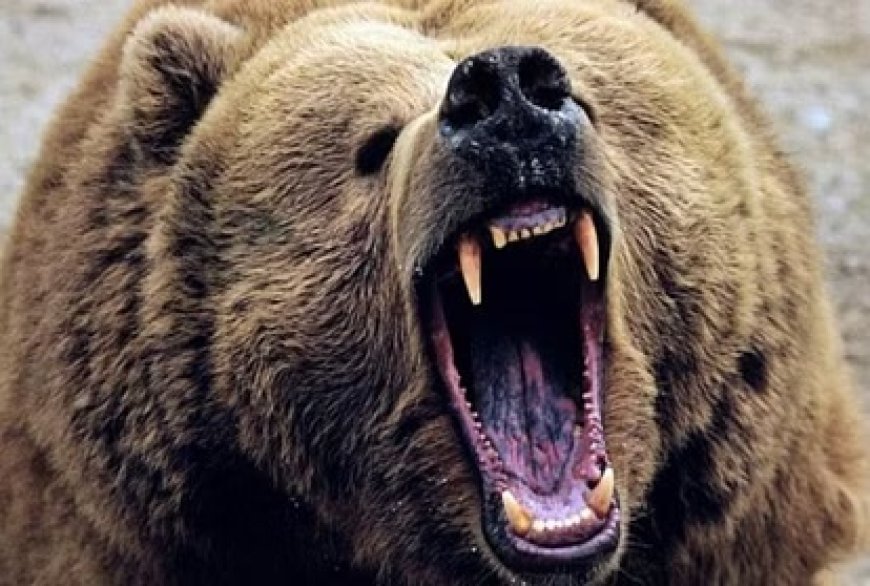 भालू ने एक व्यक्ति पर किया जानलेवा हमला, गंभीर हालत में आईजीएमसी रेफर 