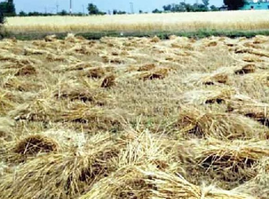 प्रदेश में भारी बारिश से मैदानी इलाकों में भयंकर तबाही, गेहूं की फसल को भारी नुकसान 