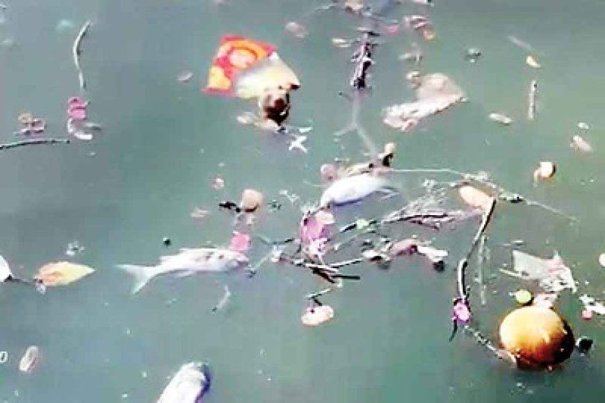 नाहन के ऐतिहासिक रानीताल तालाब में लगातार मछलियों के मरने का सिलसिला जारी
