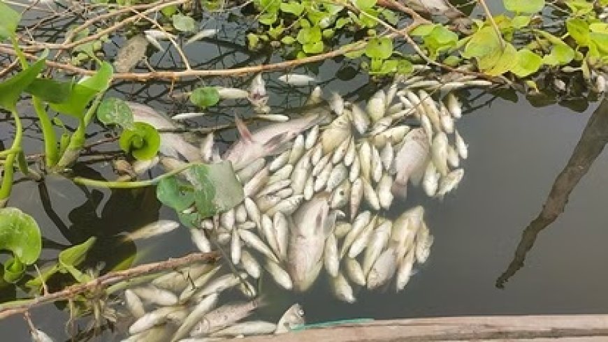 ऑक्सीजन कम होने की वजह से रानीताल तालाब में सैकड़ों की संख्या में मरी मछलियां