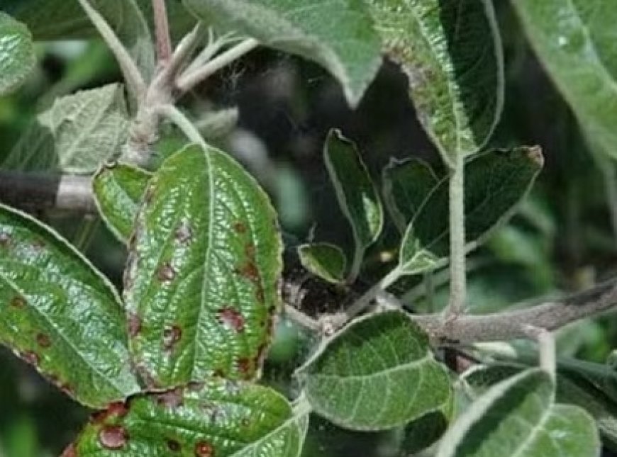 सेब की फसल पर गहराए संकट के बीच अदाणी एग्रो फ्रेश लिमिटेड ने फील्ड में उतारे वैज्ञानिक  