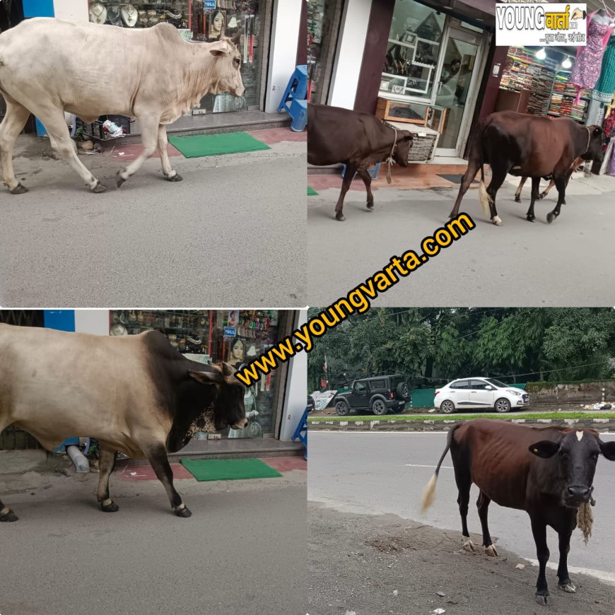 पावंटा साहिब शहर में बढ़ती बेसहारा पशुओं की संख्या चिंताजनक