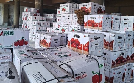 यूनिवर्सल कार्टन में सिमित सेब भरने से दूसरे राज्यों में बेहतर गुणवत्ता में पहुंच रहा सेब