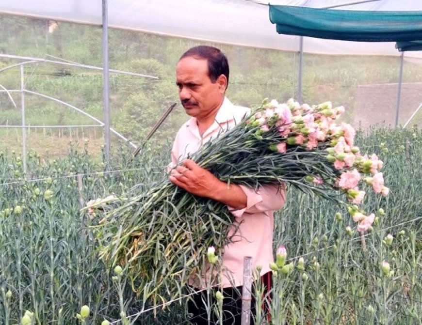 मंडी के कलठा गांव के रविन्द्र ने फूलों की खेती कर चुनी स्वरोजगार व आत्मनिर्भरता की राह