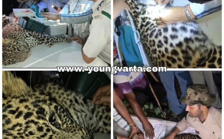 तार बाड़ में फंसी मादा तेंदुआ , वन विभाग की टीम ने रेस्क्यू कर जंगल में छोड़ा