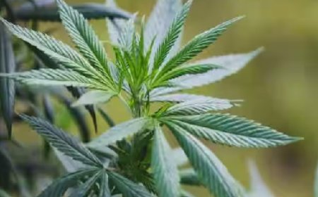 प्रदेश में स्थित कृषि एवं वानिकी विश्वविद्यालयों की जमीन पर पायलट आधार पर शुरू होगी भांग की खेती 