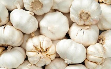 महंगाई ने तोड़ी किसानों की कमर पिछले साल के मुकाबले दोगुना हुआ लहसुन बीज का दाम