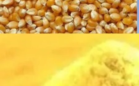 प्राकृतिक खेती से तैयार मक्की का आटा बेचेगी प्रदेश सरकार, प्रदेश भर से 3,218 प्रमाणित किसान चयनित