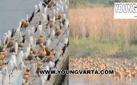 हिमाचल-उत्तराखंड की सीमा पर स्थित आसन बैराज में पहुंचे विभिन्न प्रजाति के विदेशी परिंदे 