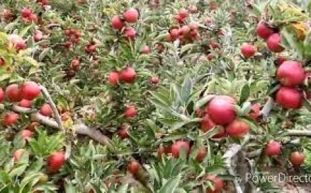 हिमाचल में सेब उत्पादन घटा,पिछले वर्ष की तुलना में 20 हजार मीट्रिक टन की आई गिरावट