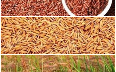 पंजाब की कृषि मंडियां नहीं खरीद रही हिमाचल के किसानों धान , अब प्रदेश की मंडियों में ही होगी बिक्री