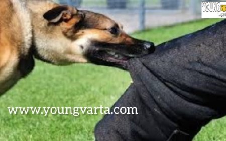 पागल कुत्तों ने करीब एक दर्जन से अधिक स्कूली बच्चों अन्य लोगों को बनाया शिकार 