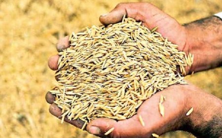 हिमाचल प्रदेश में 725 किसानों से 44,663 क्विंटल धान की हुई खरीद 