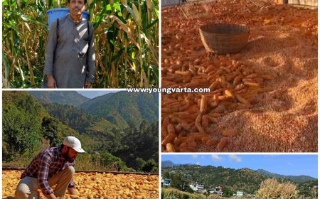 431 किसानों से राज्य सरकार खरीदेगी प्राकृतिक खेती से तैयार 65 मिट्रिक टन मक्की , 30 रूपये मिलेगा न्यूनतम समर्थन मूल्य 