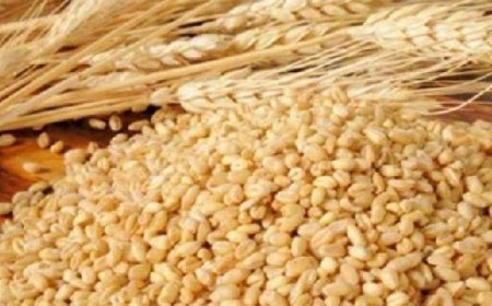 प्रदेश के किसानों को गेहूं का बीज उपलब्ध करवाने से पहले कृषि विभाग करेगा जांच