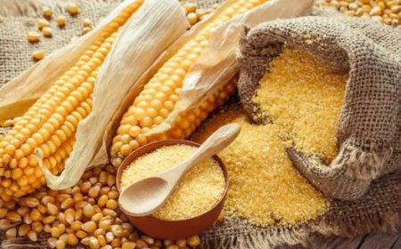 किसानों से मक्की की खरीद के बाद अब डिपुओं में मक्की का आटा भी बेचेगी सरकार 