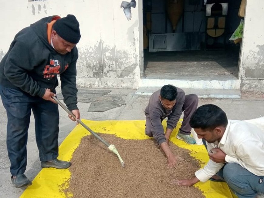 हिमाचल में तैयार होगा मछलियों का पौष्टिक आहार सिफाब्रूड