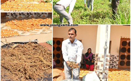 प्राकृतिक खेती में मिसाल बना हिमाचल का यह गांव , मोटा अनाज , दलहन और  तिलहन की फसलें एक साथ उगा रहे हैं किसान