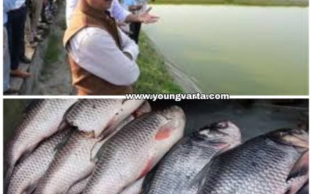 ग्रामीण के युवाओं के लिए वरदान साबित हो सकती है मुख्यमंत्री कार्प मत्स्य पालन योजना , सरकार दे रही 80 प्रतिशत सब्सिडी