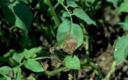 झुलसा रोग की चपेट में आने से आलू की फसल बर्बाद, किसानों को करोड़ों का नुकसान 