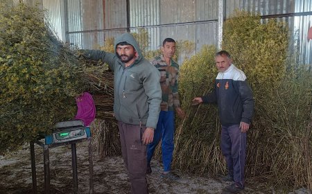 जंगली गेंदे से दर्शन लाल हुए मालामाल, फूलों से तैयार तेल के 12 से 15 हजार रुपए प्रति लीटर दाम मिलने से गदगद 