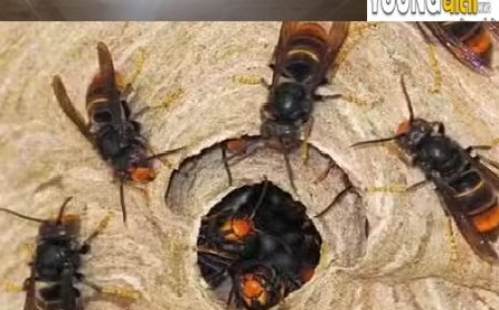 दुःखद : रंगड़ों के काटने से खेत में काम कर रहे बुजुर्ग व्यक्ति की मौत 